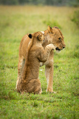Obraz na płótnie Canvas Lion cub sits pawing mother in grass
