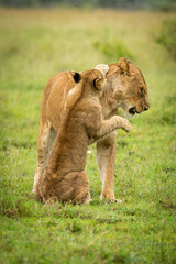 Lion cub sits pawing mother on grass
