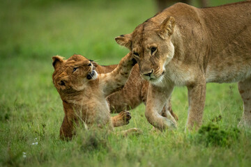Lion cub sits slapping lioness walking past