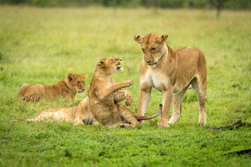 Fototapeta na wymiar Lion cub sits play fighting with mother