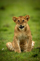 Obraz na płótnie Canvas Lion cub sits snarling looking at camera