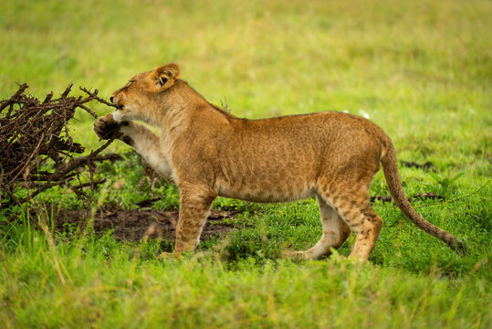 Lion cub stands chewing branch of thornbush