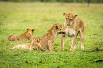 Fototapeta na wymiar Lion cub raises paw to slap mother