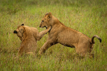 Lion cub play fight in long grass