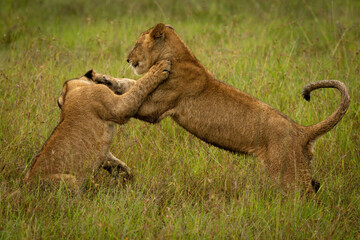 Lion cub play fighting in long grass