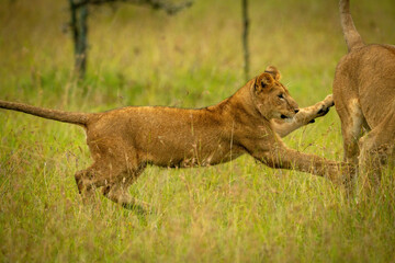 Fototapeta na wymiar Lion cub plays with mother in grass
