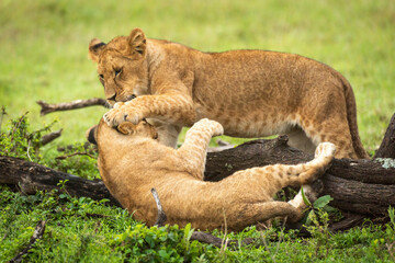 Lion cub paws another lying by branch