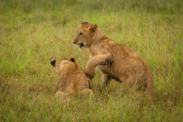 Fototapeta na wymiar Lion cub paws another in long grass