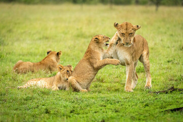 Obraz na płótnie Canvas Lion cub pawing mother near two others