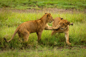 Lion cub paws another by muddy track