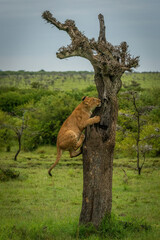 Lion cub on dead tree in savannah