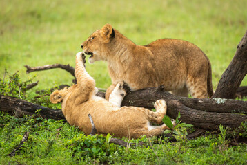 Lion cub lying on back slaps another