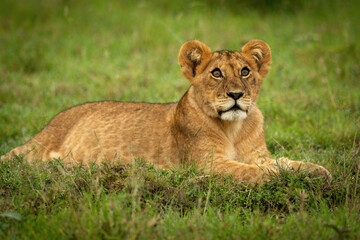 Naklejka na ściany i meble Lion cub lying in grass looking up