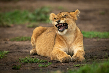 Lion cub lies yawning screwing up face