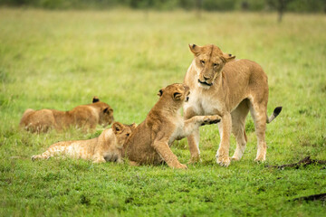 Obraz na płótnie Canvas Lion cub lifts paw to slap mother