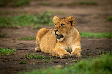 Lion cub lying down with mouth open