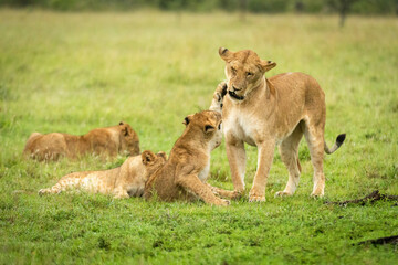Fototapeta na wymiar Lion cub lifting paw to slap mother