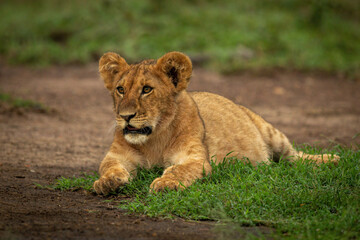 Fototapeta na wymiar Lion cub lies staring ahead on grass