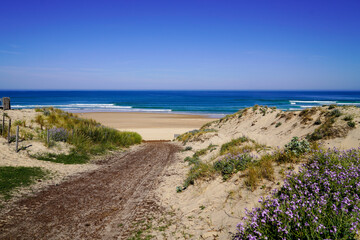 Fototapeta na wymiar Scenic dunes panorama on access path sand beach in medoc Lacanau in Gironde France at summer day