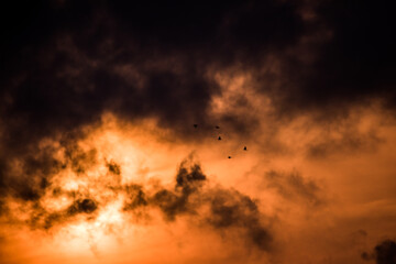 Parrots in flight under heavy clouds