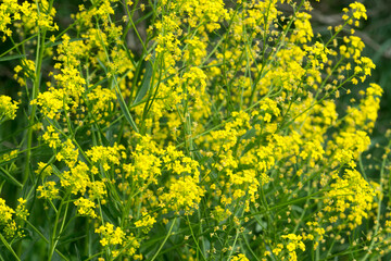 Bunias orientalis, Turkish wartycabbage yellow flowers closeup selective focus