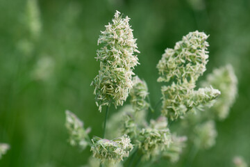 Dactylis glomerata, cock's-foot, orchard grass flowers closeup selective focus