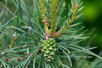green pine cone on twig closeup selective focus