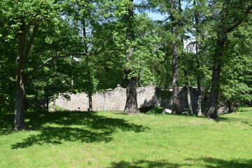 trees in the park