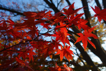 紅葉