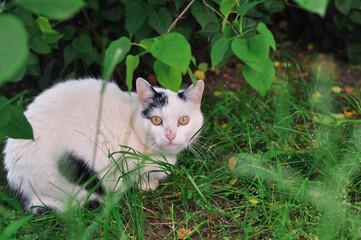Naklejka na ściany i meble Portrait of fluffy cat hiding in the greenery 