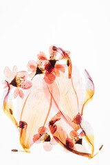 Fototapeta na wymiar flower petals on the white background