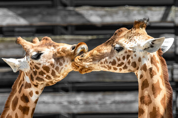 Two giraffes kissing, loving animals
