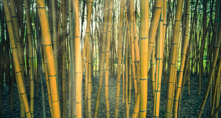 Yellow-tinted bamboo trunks with sun beams passing through them. Native to warm and moist tropical temperate climates. Plants with great economic and cultural significance.