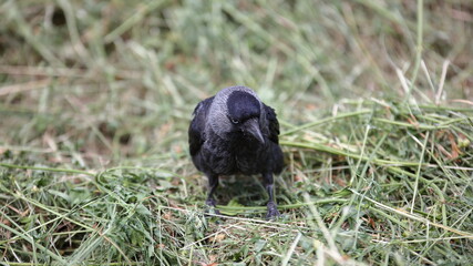  Eurasian jackdaw, European jackdaw, the jackdaw, Coloeus monedula in Latine, on the ground