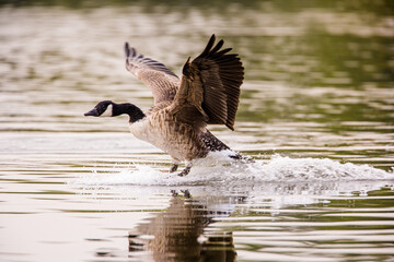 Canada geese flying across a pond in London, UK
