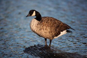 Canada Goose perching on a log on a pond in London, UK