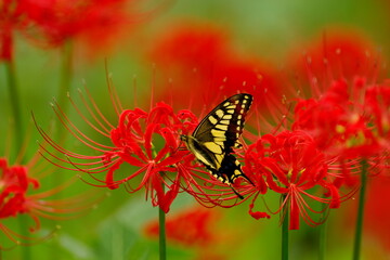 彼岸花に蝶
