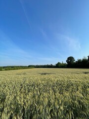 field of wheat - 438926933