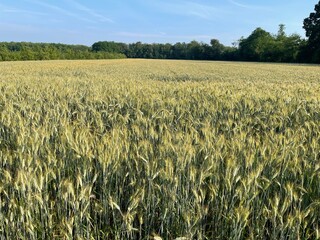 field of wheat - 438926957