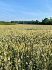 field of wheat - 438926962