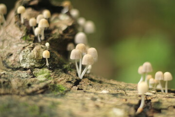 lovely little mushroom