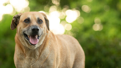 Brown dog laughs happily.Green background.