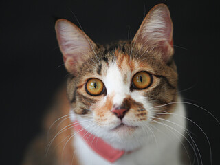 Calico cat in front of black background.