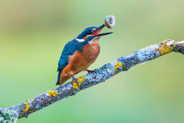 Kingfisher perched on a branch eating a fish