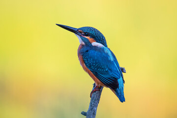 Kingfisher perched on a branch with warm background