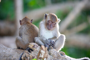 Two little monkeys were sleeping with their backs leaning against each other in a tree.