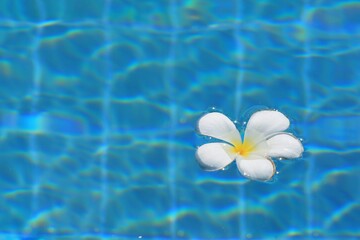 Fototapeta na wymiar A white Plumeria flower on the water in swimming pool with sunlight in the morning. Spring and summer season is coming. Nature and sport background concept.