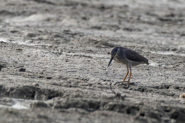 bird walking and finding food on sand at the beach in summer morning