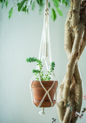 Fototapeta na wymiar Sukkulente in einer Makramee Blumenampel, Dekoration mit Zimmerpflanzen für Zuhause