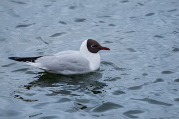 black-headed gull in the sea